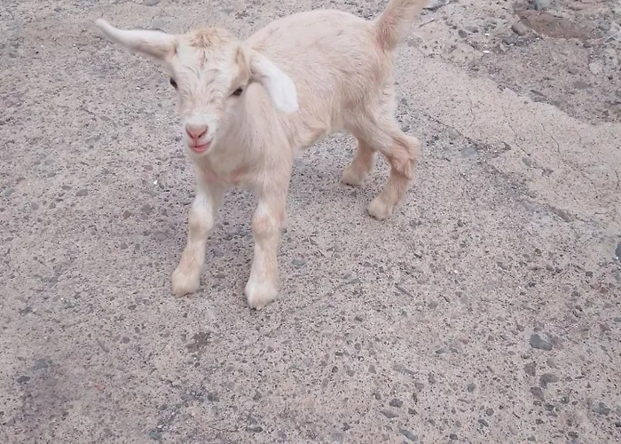 Mary * Σαν Μιγκέλ ντε Αμπόνα