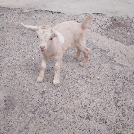 Mary * San Miguel de Abona