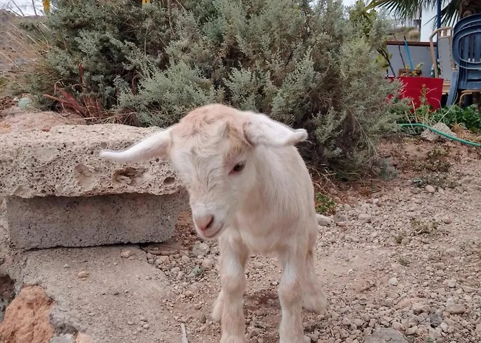 公寓 Mary 圣米格尔德阿沃纳